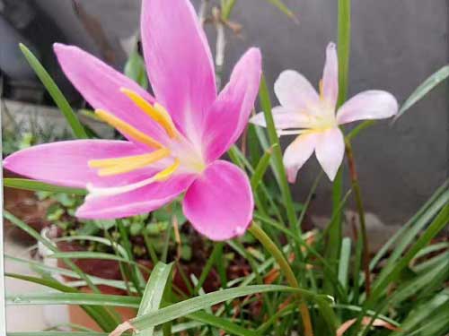 吃完火锅怎么样祛痘