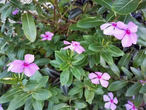 秋冬季节如何用珍珠粉控油祛痘