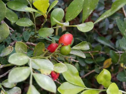 养生又祛痘的花茶 赶紧试试看
