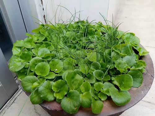清热养颜黄豆芽
